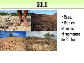 SOLOSOLO
• Raso;
• Rico em
Minerais;
•Fragmentos
de Rochas
 