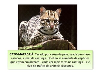 GATO-MARACAJÁ: Caçado por causa da pele, usada para fazer
casacos, sumiu da caatinga. O felino se alimenta de espécies
que vivem em árvores – cada vez mais raras na caatinga – e é
alvo do tráfico de animais silvestres.
GATO-MARACAJÁ: Caçado por causa da pele, usada para fazer
casacos, sumiu da caatinga. O felino se alimenta de espécies
que vivem em árvores – cada vez mais raras na caatinga – e é
alvo do tráfico de animais silvestres.
 