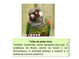 Tiriba-de-peito-cinza
Também conhecido como periquito-cara-suja. É
endêmica do Brasil, ocorre no Ceará e em
Pernambuco. A principal ameaça à espécie é o
tráfico de animais silvestres.
Tiriba-de-peito-cinza
Também conhecido como periquito-cara-suja. É
endêmica do Brasil, ocorre no Ceará e em
Pernambuco. A principal ameaça à espécie é o
tráfico de animais silvestres.
 