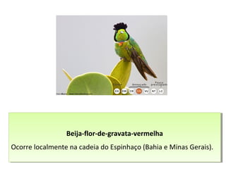 Beija-flor-de-gravata-vermelha
Ocorre localmente na cadeia do Espinhaço (Bahia e Minas Gerais).
Beija-flor-de-gravata-vermelha
Ocorre localmente na cadeia do Espinhaço (Bahia e Minas Gerais).
 