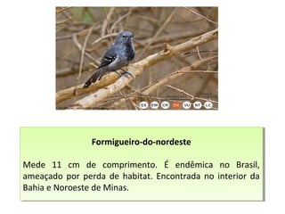 Formigueiro-do-nordeste
Mede 11 cm de comprimento. É endêmica no Brasil,
ameaçado por perda de habitat. Encontrada no interior da
Bahia e Noroeste de Minas.
Formigueiro-do-nordeste
Mede 11 cm de comprimento. É endêmica no Brasil,
ameaçado por perda de habitat. Encontrada no interior da
Bahia e Noroeste de Minas.
 