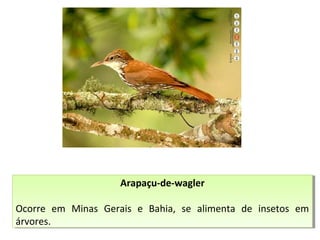 Arapaçu-de-wagler
Ocorre em Minas Gerais e Bahia, se alimenta de insetos em
árvores.
Arapaçu-de-wagler
Ocorre em Minas Gerais e Bahia, se alimenta de insetos em
árvores.
 
