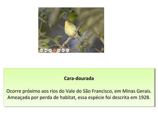 Cara-dourada
Ocorre próximo aos rios do Vale do São Francisco, em Minas Gerais.
Ameaçada por perda de habitat, essa espécie foi descrita em 1928.
Cara-dourada
Ocorre próximo aos rios do Vale do São Francisco, em Minas Gerais.
Ameaçada por perda de habitat, essa espécie foi descrita em 1928.
 