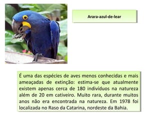 É uma das espécies de aves menos conhecidas e mais
ameaçadas de extinção: estima-se que atualmente
existem apenas cerca de 180 indivíduos na natureza
além de 20 em cativeiro. Muito rara, durante muitos
anos não era encontrada na natureza. Em 1978 foi
localizada no Raso da Catarina, nordeste da Bahia.
É uma das espécies de aves menos conhecidas e mais
ameaçadas de extinção: estima-se que atualmente
existem apenas cerca de 180 indivíduos na natureza
além de 20 em cativeiro. Muito rara, durante muitos
anos não era encontrada na natureza. Em 1978 foi
localizada no Raso da Catarina, nordeste da Bahia.
Arara-azul-de-learArara-azul-de-lear
 