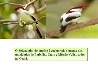 O Soldadinho-do-araripe é encontrado somente nos
municípios de Barbalha, Crato e Missão Velha, todos
no Ceará.
O Soldadinho-do-araripe é encontrado somente nos
municípios de Barbalha, Crato e Missão Velha, todos
no Ceará.
 