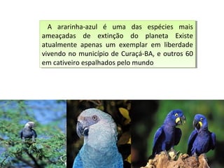 A ararinha-azul é uma das espécies mais
ameaçadas de extinção do planeta Existe
atualmente apenas um exemplar em liberdade
vivendo no município de Curaçá-BA, e outros 60
em cativeiro espalhados pelo mundo
A ararinha-azul é uma das espécies mais
ameaçadas de extinção do planeta Existe
atualmente apenas um exemplar em liberdade
vivendo no município de Curaçá-BA, e outros 60
em cativeiro espalhados pelo mundo
 