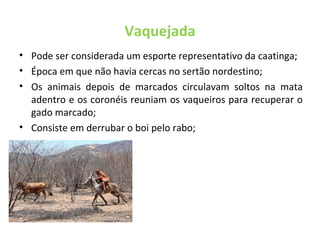 Vaquejada
• Pode ser considerada um esporte representativo da caatinga;
• Época em que não havia cercas no sertão nordestino;
• Os animais depois de marcados circulavam soltos na mata
adentro e os coronéis reuniam os vaqueiros para recuperar o
gado marcado;
• Consiste em derrubar o boi pelo rabo;
 