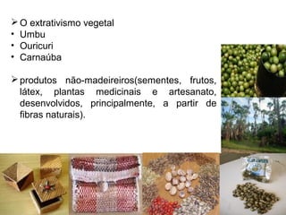 O extrativismo vegetal
• Umbu
• Ouricuri
• Carnaúba
produtos não-madeireiros(sementes, frutos,
látex, plantas medicinais e artesanato,
desenvolvidos, principalmente, a partir de
fibras naturais).
 