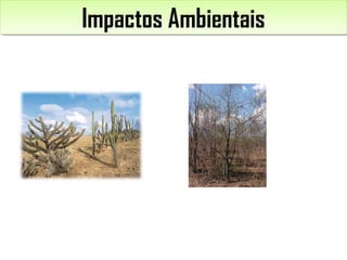 Impactos AmbientaisImpactos Ambientais
 
