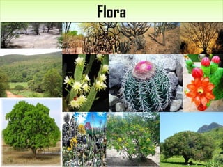FloraFlora
 