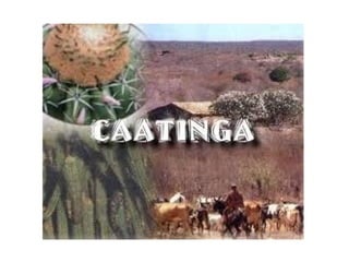 Bioma da Caatinga - Completo