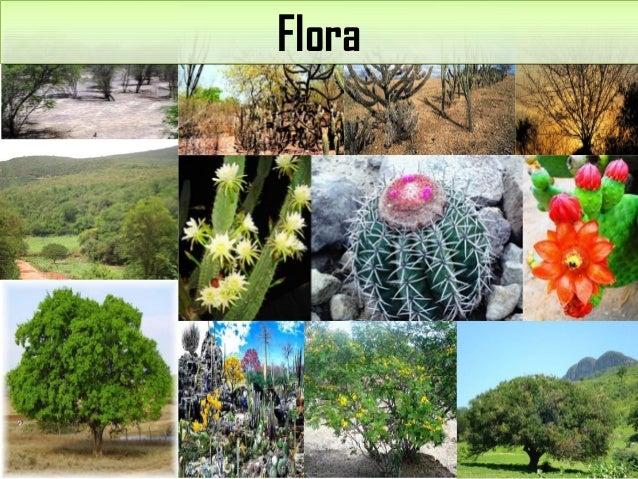 Resultado de imagem para flora da caatinga