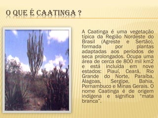 A Caatinga é uma vegetação
típica da Região Nordeste do
Brasil (Agreste e Sertão),
formada por plantas
adaptadas aos períodos de
seca prolongados. Ocupa uma
área de cerca de 800 mil km2
e está incluída em nove
estados: Piauí, Ceará, Rio
Grande do Norte, Paraíba,
Alagoas, Sergipe, Bahia,
Pernambuco e Minas Gerais. O
nome Caatinga é de origem
indígena e significa “mata
branca”.
 