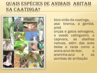 bico-virão-da-caatinga,
asa- branca, a gambá,
preá
onças e gatos selvagens,
o veado catingueiro, a
capivara, as abelhas
nativas, além das aves
belas e raras como a
arara-azul-de-lear, a
ararinha-azul e as
pombas de arribação
 