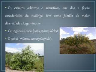 • Os estratos arbóreos e arbustivos, que dão a feição
característica da caatinga, têm como família de maior
diversidade a Leguminosae:
• Catingueira (caesalpinia pyramidales);
• O sabiá (mimosa caesalpiniifolia);
 