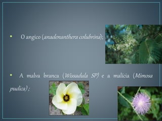 • O angico (anadenanthera colubrina);
• A malva branca (Wissadula SP) e a malícia (Mimosa
pudica) ;
 