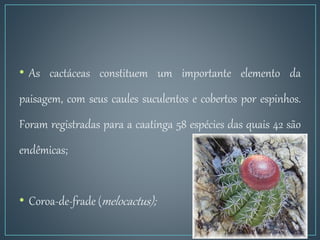 • As cactáceas constituem um importante elemento da
paisagem, com seus caules suculentos e cobertos por espinhos.
Foram registradas para a caatinga 58 espécies das quais 42 são
endêmicas;
• Coroa-de-frade (melocactus);
 