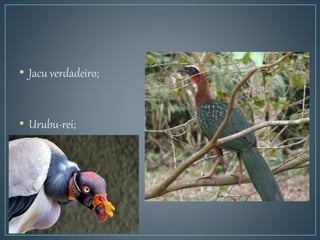 • Jacu verdadeiro;
• Urubu-rei;
 