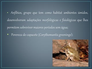 • Anfíbios, grupo que tem como habitat ambientes úmidos,
desenvolveram adaptações morfológicas e fisiológicas que lhes
permitem sobreviver maiores períodos sem água;
• Perereca-de-capacete (Corythomantis greeninge);
 