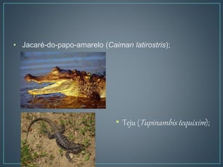 • Jacaré-do-papo-amarelo (Caiman latirostris);
• Teju (Tupinambis tequixim);
 