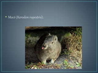 • Mocó (Kerodon rupestris);
 