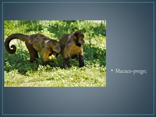 ;
• Macaco-prego;
 