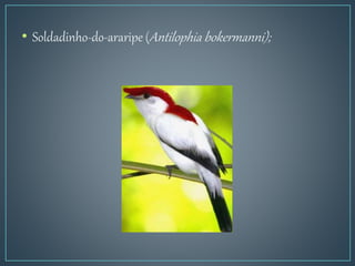 • Soldadinho-do-araripe (Antilophia bokermanni);
 