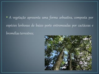 • A vegetação apresenta uma forma arbustiva, composta por
espécies lenhosas de baixo porte entremeadas por cactáceas e
bromélias terrestres;
 