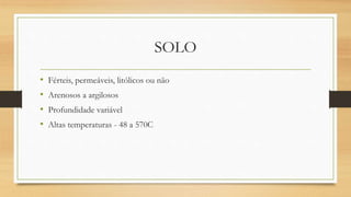 SOLO
• Férteis, permeáveis, litólicos ou não
• Arenosos a argilosos
• Profundidade variável
• Altas temperaturas - 48 a 570C
 