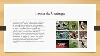 Fauna da Caatinga
• Foram encontrados na Caatinga várias espécies de
mamíferos, aves, répteis, anfíbios e muitos tipos
de peixes. Existem catalogadas seis espécies de
felinos na Caatinga, além de uma ampla variedade
de sapos, escorpiões, lagartos e cobras. São
animais comuns no bioma: o Veado-catingueiro, o
Preá, o Gambá, o Sapo-cururu, a Cutia, o
Tatupeba, a Ararinha-azul, a Asa branca, o Sagui-
de-tufos-brancos, dentre muitos outros. Apesar da
diversidade, os animais da Caatinga têm sofrido
com a intensa atividade humana nesta região,
sendo afugentados ou até reduzidos em
quantidade, por conta da ação antrópica naquele
bioma.
 
