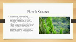Flora da Caatinga
• A vegetação da Caatinga tem como
características principais árvores de pequeno
porte, mas principalmente arbustos, com
predominância de cactáceas. As árvores
perdem suas folhas nas estações mais secas, e é
no período de chuva em que a vegetação da
Caatinga realmente se faz visível. As plantas da
Caatinga possuem estruturas próprias que se
adaptam às condições áridas da região,
contando com mecanismos de armazenamento
de água, que as auxiliam a sobreviver nos
períodos mais secos. Os troncos das árvores
existentes são tortuosos e com espinhos.
 
