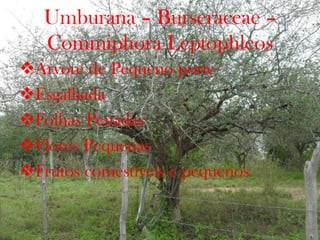 Umburana – Burseraceae –
Commiphora Leptophleos
Árvore de Pequeno porte
Esgalhada
Folhas Penadas
Flores Pequenas
Frutos comestíveis e pequenos
 