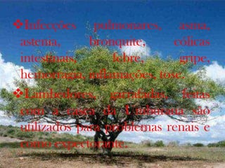 Infecções pulmonares, asma,
astenia, bronquite, cólicas
intestinais, febre, gripe,
hemorragia, inflamações, tose.
Lambedores, garrafadas, feitas
com a casca da Umburana são
utilizados para problemas renais e
como expectorante.
 