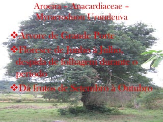 Aroeira – Anacardiaceae –
Myracroduon Urundeuva
Árvore de Grande Porte
Floresce de Junho à Julho,
despida de folhagem durante o
período
Dá frutos de Setembro à Outubro
 