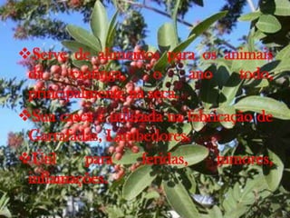 Serve de alimentos para os animais
da caatinga, o ano todo,
principalmente na seca.
Sua casca é utilizada na fabricação de
Garrafadas, Lambedores.
Útil para feridas, tumores,
inflamações.
 