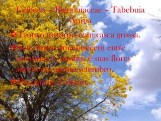 Caibeira – Bignoniaceae – Tabebuia
Áurea
Tronco tortuoso com casca grossa.
Seus frutos amadurecem entre
setembro e outubro e suas flores
abrem em agosto-setembro.
Paisagismo Urbano.
 