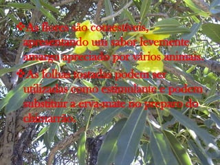 As flores são comestíveis,
apresentando um sabor levemente
amargo apreciado por vários animais.
As folhas tostadas podem ser
utilizadas como estimulante e podem
substituir a erva-mate no preparo do
chimarrão.
 