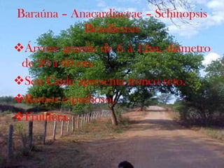 Baraúna – Anacardiaceae – Schinopsis
Brasiliensis
Árvore grande de 6 à 12m, diâmetro
de 20 à 60 cm.
Seu Caule apresenta tronco reto.
Ramos espinhoso.
Frutífera.
 
