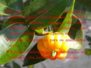 Usado como antisséptico,
antimicrobianos, nos distúrbios urinários,
diarreias, diabetes, doenças do couro
cabeludo, gengivas, antitérmicos em
ataque malária, contraceptivos, etc.
Garante alimentação para os animais na
seca.
Também utilizada para a fabricação de
remédios, chá, lambedores, garrafadas.
 