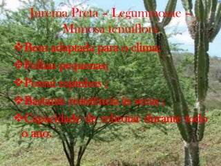 Jurema Preta – Leguminosae –
Mimosa tenuiflora
Bem adaptada para o clima;
Folhas pequenas;
Possui espinhos ;
Bastante resistência às secas ;
Capacidade de rebrotar durante todo
o ano.
 