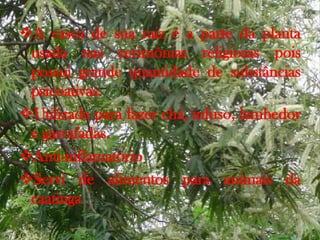 A casca de sua raiz é a parte da planta
usada nas cerimônias religiosas pois
possui grande quantidade de substâncias
psicoativas.
Utilizada para fazer chá, infuso, lambedor
e garrafadas.
Anti-inflamatório
Servi de alimentos para animais da
caatinga
 