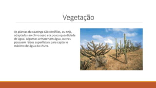 Vegetação
As plantas da caatinga são xerófilas, ou seja,
adaptadas ao clima seco e à pouca quantidade
de água. Algumas armazenam água, outras
possuem raízes superficiais para captar o
máximo de água da chuva.
 