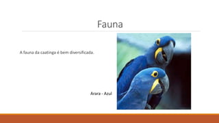 Fauna
A fauna da caatinga é bem diversificada.
Arara - Azul
 