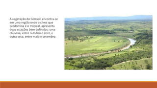 A vegetação do Cerrado encontra-se
em uma região onde o clima que
predomina é o tropical, apresenta
duas estações bem definidas: uma
chuvosa, entre outubro e abril, e
outra seca, entre maio e setembro.
 