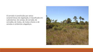 O cerrado é constituído por várias
características de vegetação, é classificado em
subsistemas: de campo, de cerrado, de
cerradão, de matas, de matas ciliares e de
veredas e ambientes alagadiços.
 