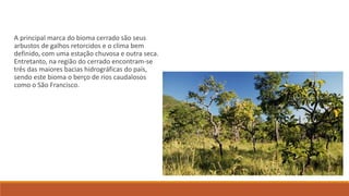 A principal marca do bioma cerrado são seus
arbustos de galhos retorcidos e o clima bem
definido, com uma estação chuvosa e outra seca.
Entretanto, na região do cerrado encontram-se
três das maiores bacias hidrográficas do país,
sendo este bioma o berço de rios caudalosos
como o São Francisco.
 