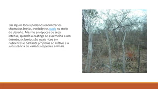 Em alguns locais podemos encontrar os
chamados brejos, verdadeiros oásis no meio
do deserto. Mesmo em épocas de seca
intensa, quando a caatinga se assemelha a um
deserto, os brejos são locais ricos em
nutrientes e bastante propícios ao cultivo e à
subsistência de variadas espécies animais.
 