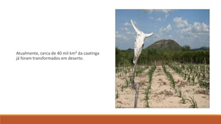 Atualmente, cerca de 40 mil km² da caatinga
já foram transformados em deserto.
 