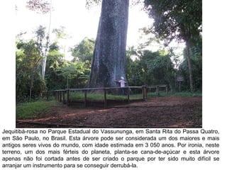 Jequitibá-rosa no Parque Estadual do Vassununga, em Santa Rita do Passa Quatro,
em São Paulo, no Brasil. Esta árvore pode ser considerada um dos maiores e mais
antigos seres vivos do mundo, com idade estimada em 3 050 anos. Por ironia, neste
terreno, um dos mais férteis do planeta, planta-se cana-de-açúcar e esta árvore
apenas não foi cortada antes de ser criado o parque por ter sido muito difícil se
arranjar um instrumento para se conseguir derrubá-la.

 