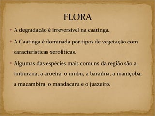 A degradação é irreversível na caatinga.  A Caatinga é dominada por tipos de vegetação com características xerofíticas. Algumas das espécies mais comuns da região são a imburana, a aroeira, o umbu, a baraúna, a maniçoba, a macambira, o mandacaru e o juazeiro. 